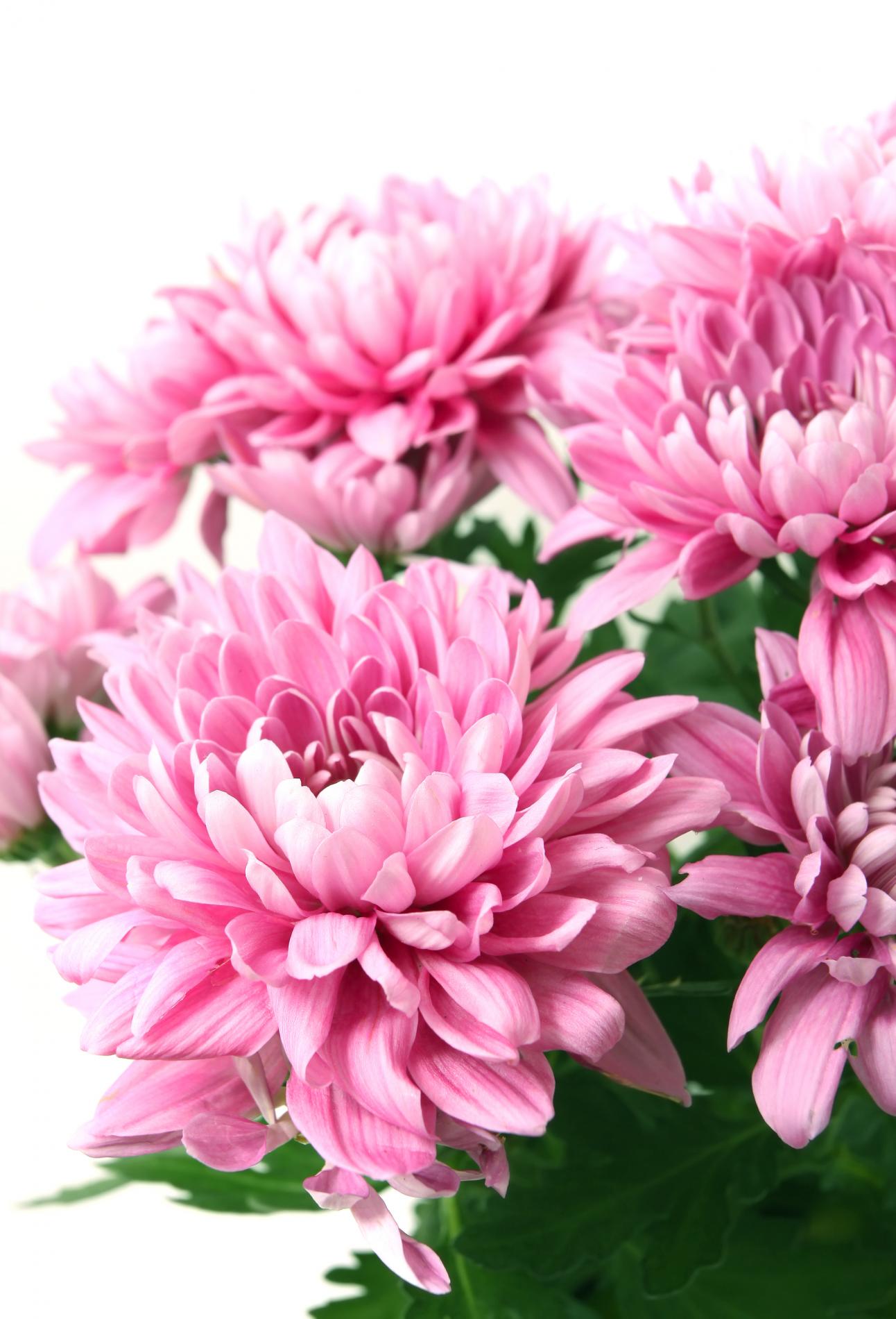 Chrysanthemums
