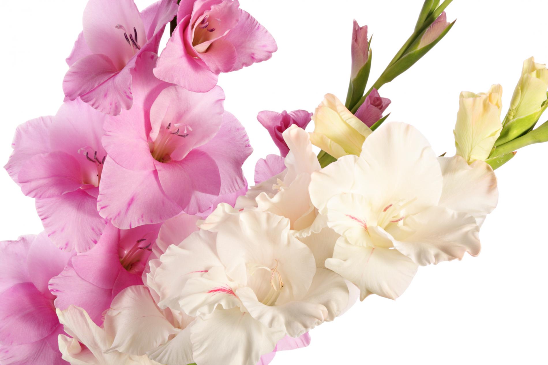 Gladiolus