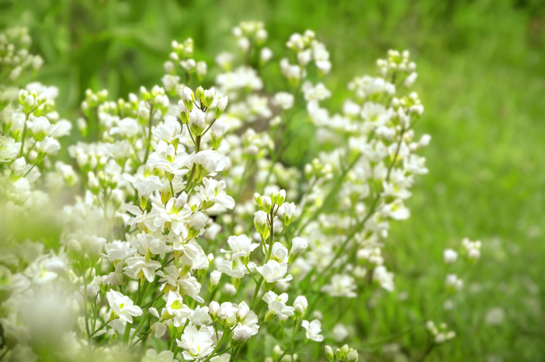 Baby's Breath