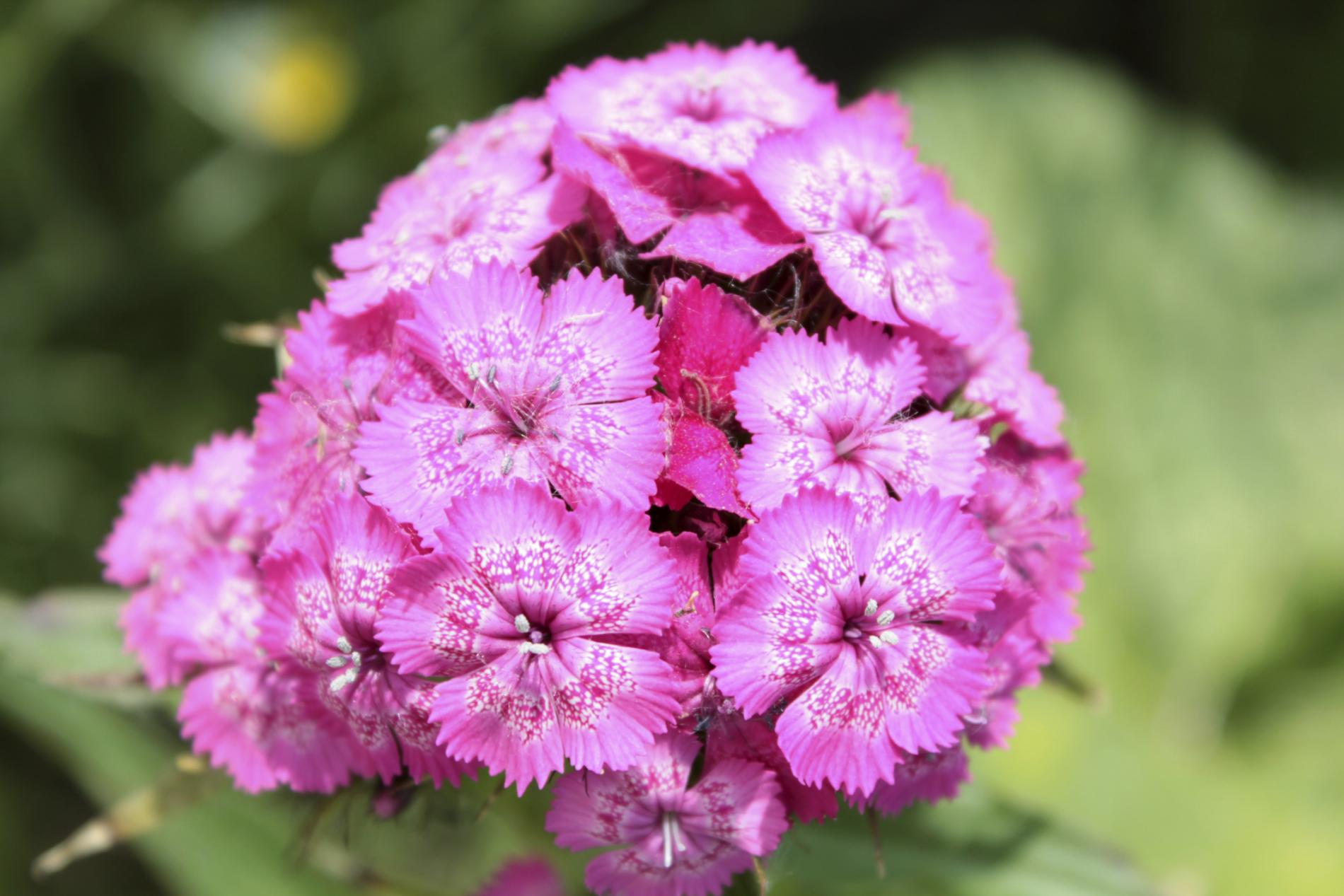 Sweet William Flowers